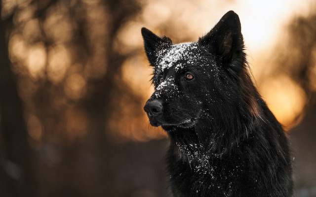 Black dog snowy face winter free wallpaper for desktop - medium preview image