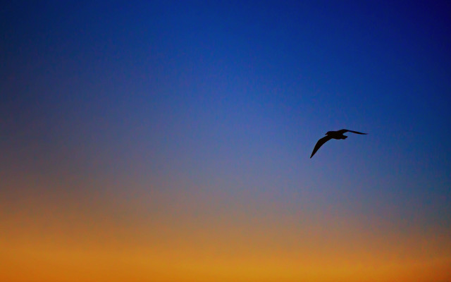 Bird sky sunset blue orange free wallpaper for desktop - medium preview image