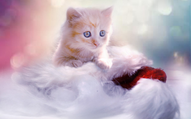 White cat fluffy blanket blue free wallpaper for desktop - medium preview image