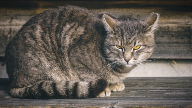 Cat deck serious eyes Carlos free wallpaper for desktop - medium preview image