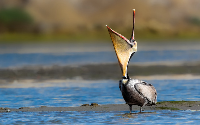 Seagull fish water beach sunset free wallpaper for desktop - medium preview image