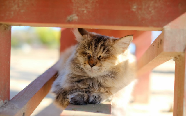 Cat sitting wooden bench sad free wallpaper for desktop - medium preview image