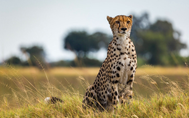 Cheetah field tallgrass blurry background free wallpaper for desktop - medium preview image