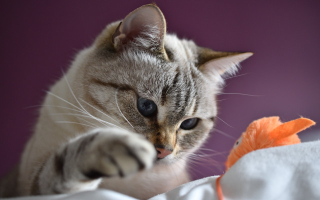 Cat toy bed purple white free wallpaper for desktop - medium preview image