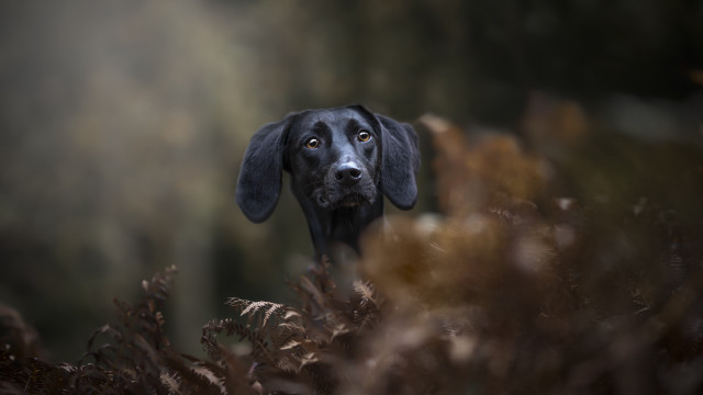 Black dog sad look grass free wallpaper for desktop - medium preview image