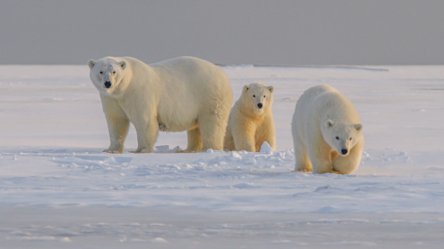 Polar bears snow field ecological free wallpaper for desktop - medium preview image