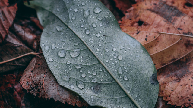 Fall leaf water droplets macro free wallpaper for desktop - medium preview image