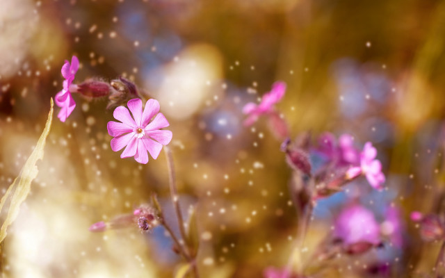 Pink flower bokeh macro tiltshift free wallpaper for desktop - medium preview image