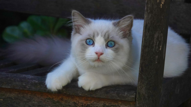 White cat blue eyes wooden free wallpaper for desktop - medium preview image