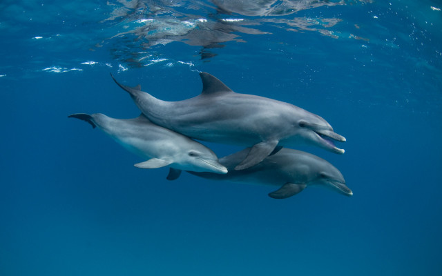 Dolphins ocean underwater sunlight person free wallpaper for desktop - medium preview image