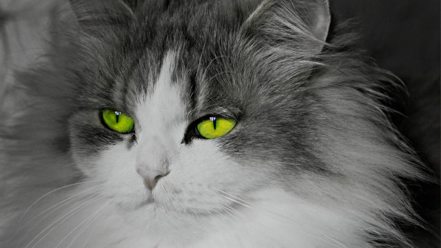 White cat green eyes serious free wallpaper for desktop - medium preview image