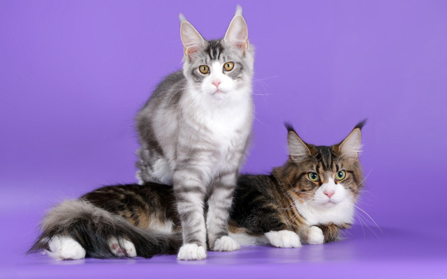 Grey white cats purple background #2 free wallpaper for desktop - medium preview image
