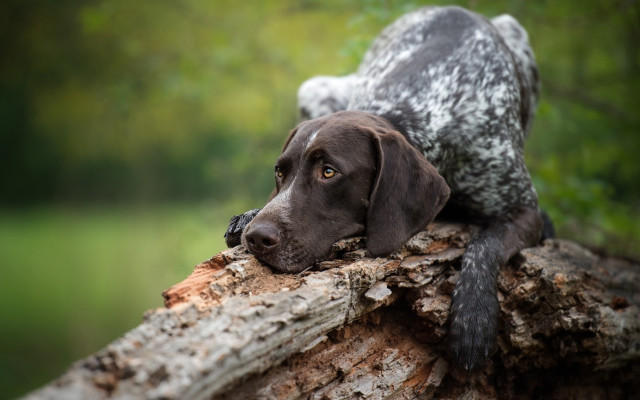 Dog log forest lake ElkeVogelsang free wallpaper for desktop - medium preview image