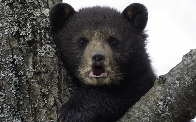 Black bear cub tree mouth free wallpaper for desktop - medium preview image