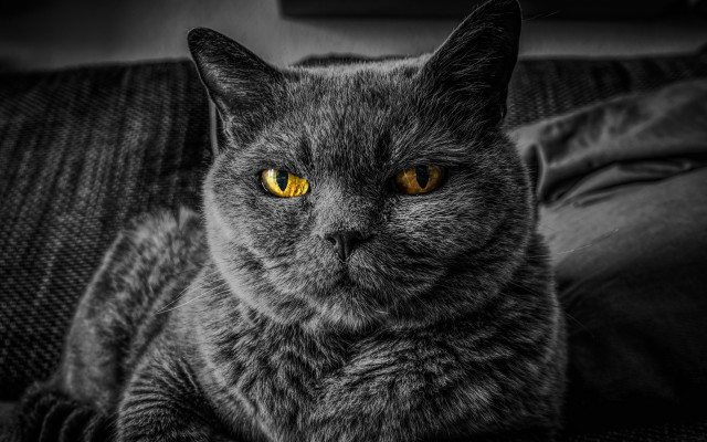 Black cat yellow eyes couch #4 free wallpaper for desktop - medium preview image