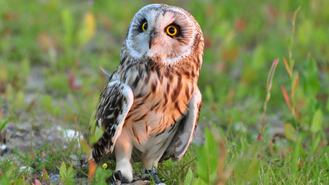 Small owl green field yellow free wallpaper for desktop - medium preview image