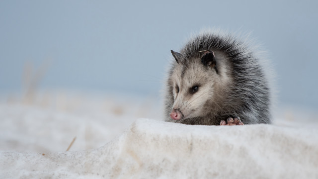 Hedgehog snow tongue open outdoors free wallpaper for desktop - medium preview image