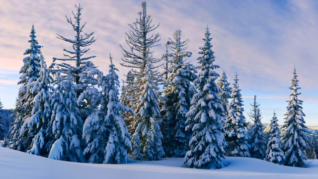 Snowy landscape trees blue sky #6 free wallpaper for desktop - medium preview image