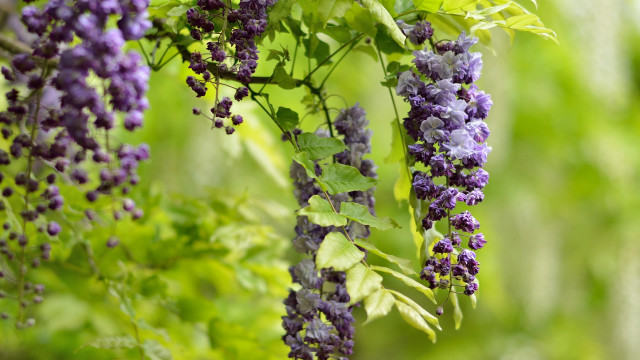 Purple flower forest bush morning free wallpaper for desktop - medium preview image