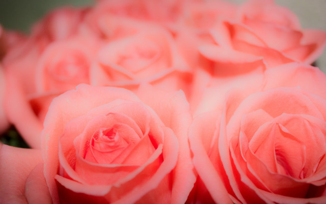 Pink roses bouquet macro blurry free wallpaper for desktop - medium preview image
