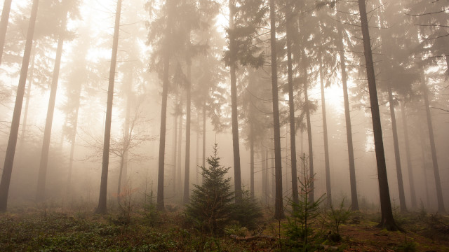 Foggy forest bushes trees light free wallpaper for desktop - medium preview image