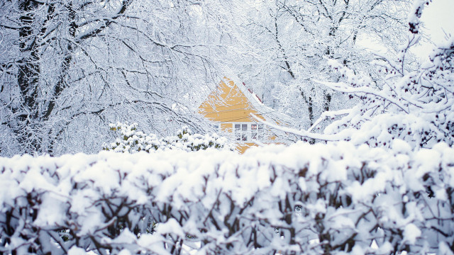 Snowy hanami woodland yellow roof free wallpaper for desktop - medium preview image