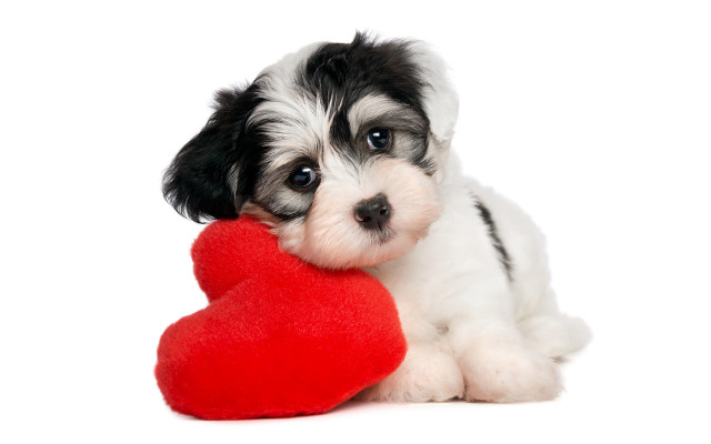 Puppy red heart white background free wallpaper for desktop - medium preview image
