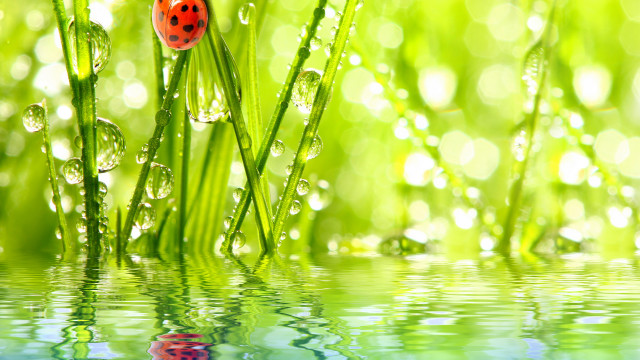 Ladybug green grass water drops free wallpaper for desktop - medium preview image