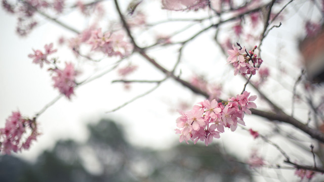Pink cherry blossoms tiltshift sakura free wallpaper for desktop - medium preview image