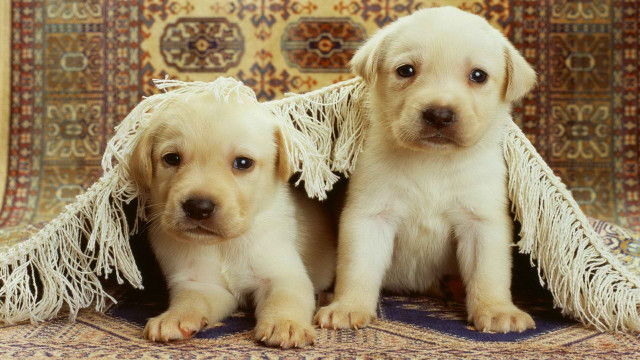 Puppies rug blanket cute realistic free wallpaper for desktop - medium preview image