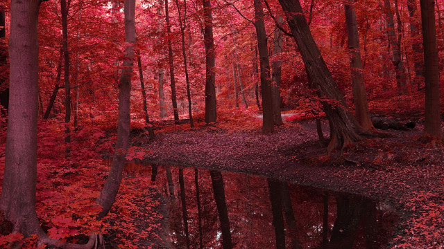Pond trees red leaves bench free wallpaper for desktop - medium preview image