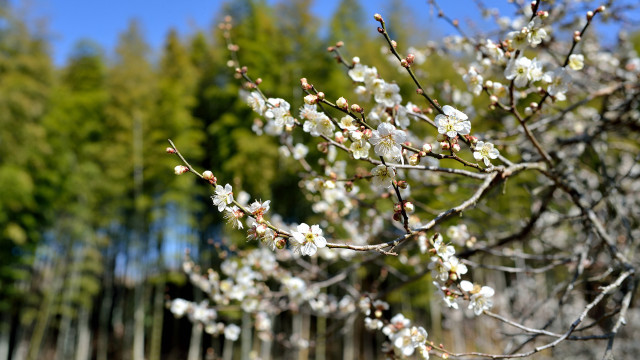 White flower tree bloom spring free wallpaper for desktop - medium preview image