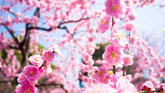 Pink cherry blossoms sakura spring free wallpaper for desktop - medium preview image