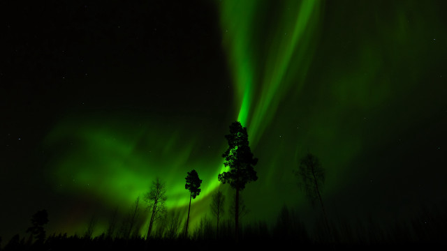 Green light forest night stars free wallpaper for desktop - medium preview image