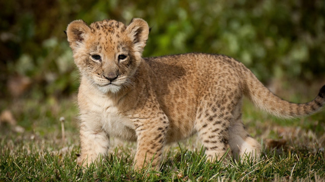 Small cub grass blurry background free wallpaper for desktop - medium preview image