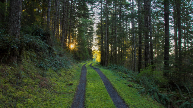 Dirt road forest sunlight nature free wallpaper for desktop - medium preview image