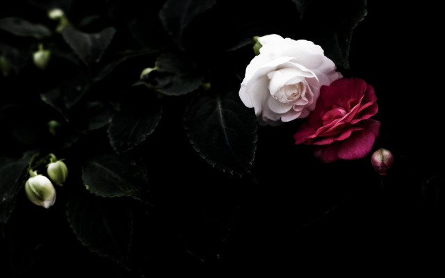 White red rose dark leaves free wallpaper for desktop - medium preview image