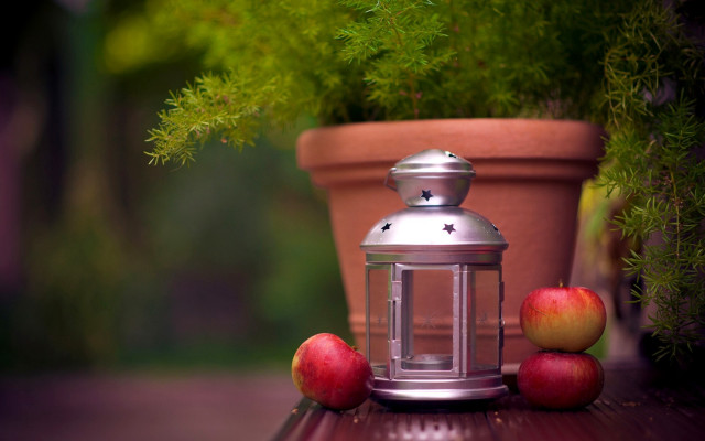 Candle apples potted plant still free wallpaper for desktop - medium preview image