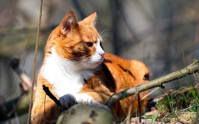 Cat branch woods blurry depth free wallpaper for desktop - medium preview image