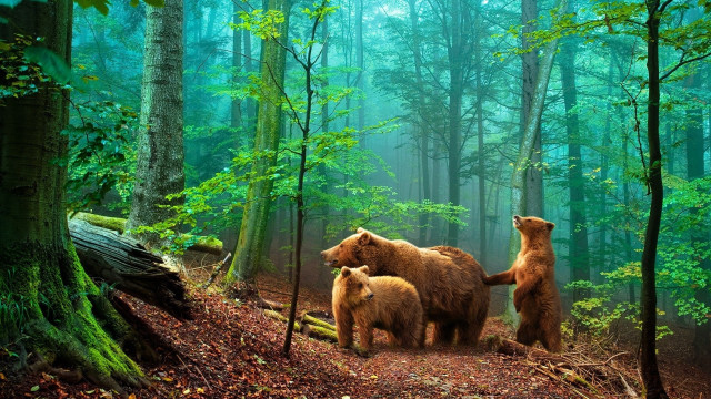 Bears woods nature light rays free wallpaper for desktop - medium preview image