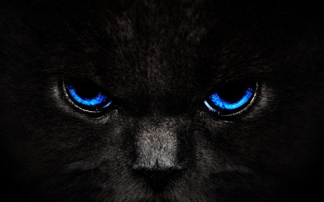 Black cat blue eyes gothic free wallpaper for desktop - medium preview image