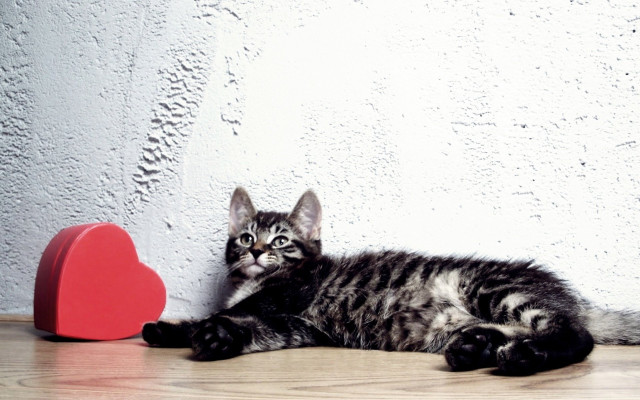 Kitten heart shape balloon romantic free wallpaper for desktop - medium preview image