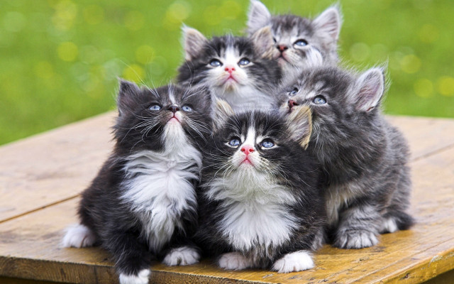 Kittens group blurry background blue free wallpaper for desktop - medium preview image