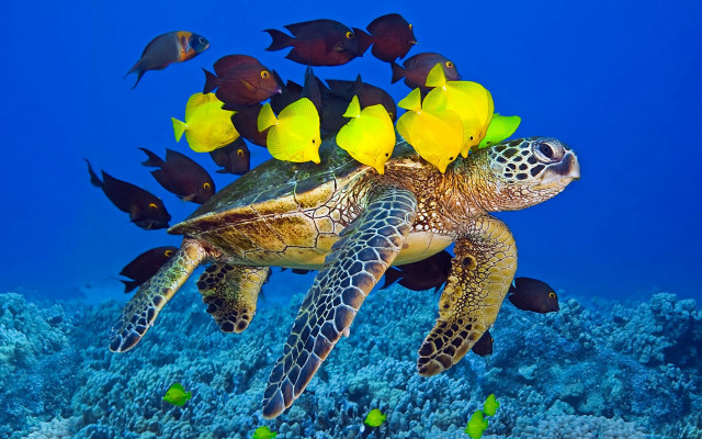 Turtle ocean fish corals school free wallpaper for desktop - medium preview image