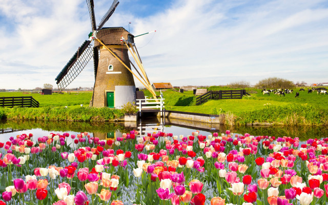 Windmill tulips flowers landscape tiltshift free wallpaper for desktop - medium preview image