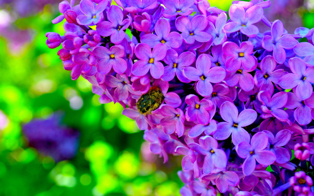 Bee purple flower garden macro free wallpaper for desktop - medium preview image