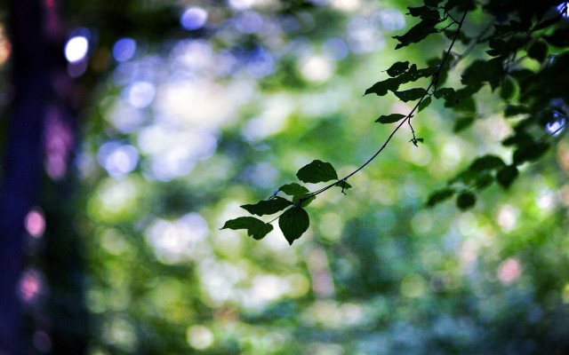 Leafy branch forest sunlight bokeh free wallpaper for desktop - medium preview image