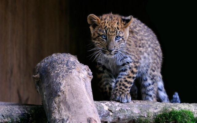 Leopard cub logging zoo blue free wallpaper for desktop - medium preview image