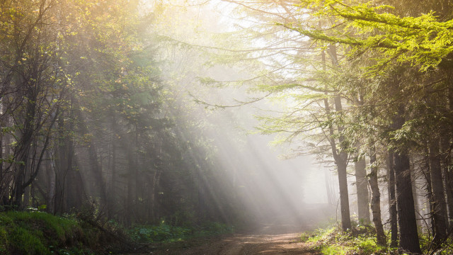Dirt road forest sunbeams fog free wallpaper for desktop - medium preview image