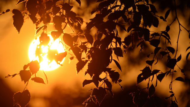 Sun leaves evening autumn fiery free wallpaper for desktop - medium preview image